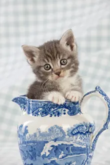 Jugs: Cat - Grey Tabby kitten sitting in china jug
