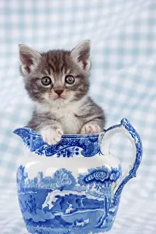 Jugs: Cat - Grey Tabby kitten sitting in china jug