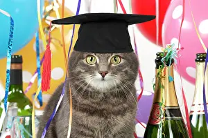 Celebrations: Cat - Grey Tabby wearing Graduation Cap with party decoratio