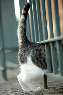 Railings: Cat - Grey and white cat walking through gap in railings