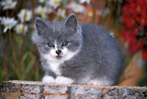 Huddled: CAT - grey and white Kitten sitting on tree stump