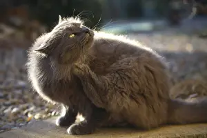 Itched: Cat grooming outside France