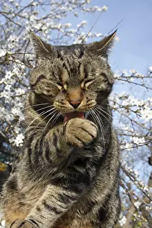Cleaned: Cat grooming under a Plum tree in flower Var France