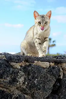 Cleaned: Cat grooming on rock - Lanzarote Canary Islands