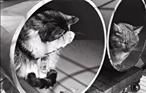 Cleanse: Cat grooming in rollers Refuge of Beauregard France