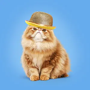 040718: Cat - grumpy Red Persian wearing gold bowler hat