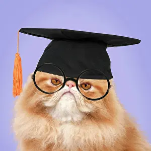 Glasses: Cat - grumpy Red Persian wearing graduation hat