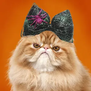 161018: Cat - grumpy Red Persian wearing Halloween bow