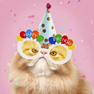 280219: Cat - grumpy Red Persian wearing party hat and