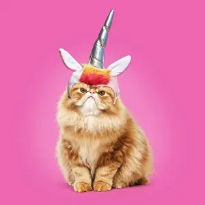 Unicorn: Cat, grumpy Red Persian wearing unicorn horn hat / headwear