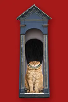 Sentry: Cat guardsman