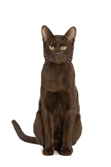 Havana: Cat - Havana Brown in studio