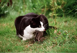 Caught: CAT - Having caught bird