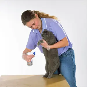 Flea: Cat - having flea spray applied