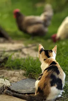 Farmyards: Cat in a hen house Normandy France