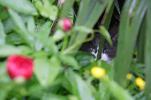 Unsharp: Cat hidden in flowers Manche