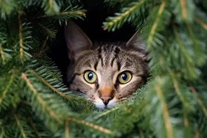 Generated: Cat hiding in Christmas tree. KI generiert, generiert