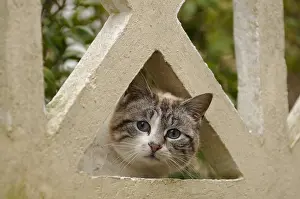 Crossbreed: Cat hiding behind a fence Yport France
