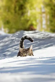 Lurk: Cat hiding in the snow, Bavaria, Germany, Europe