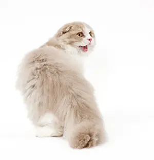 Miaowing: Cat - Highland Fold in studio miaowing