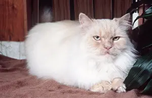 Flame: CAT - Himalayan Flame Point Cat