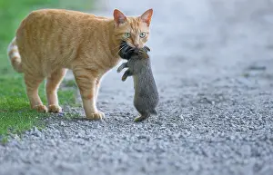 Predations: Cat holding a rabbit in its mouth