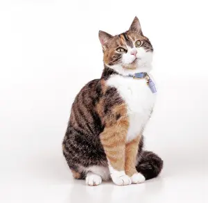 Disc: CAT - With identity collar and identity tag