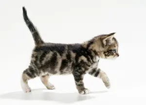 Inquisitive: Cat - inquisitive kitten, 35 days old