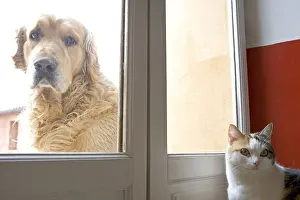 Windows: Cat inside and Dog outside a house France