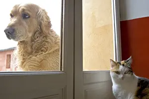 Windows: Cat inside and Dog outside a house France