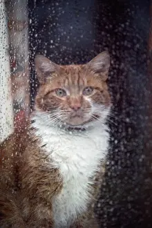 Ian Beames: Cat - inside house looking out of window at the rain