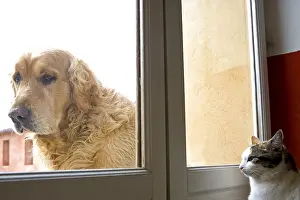 Windows: Cat inside watching a Dog outside France