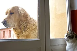 Windows: Cat inside watching a Dog outside France