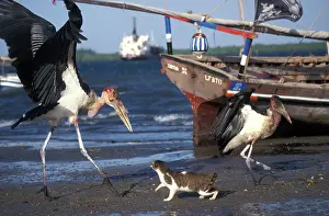 Lamu: Cat - on the Island of Lamu