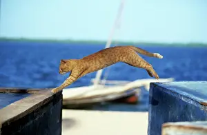 Lamu: Cat - on the Island of Lamu
