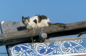 Lamu: Cat - on the Island of Lamu