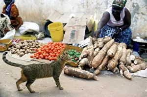 Lamu: Cat - on the Island of Lamu