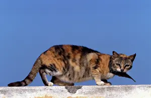 Lamu: Cat - on the Island of Lamu