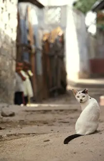 Lamu: Cat - on the Island of Lamu