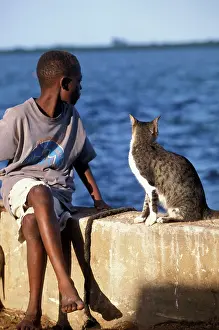Lamu: Cat - on the Island of Lamu