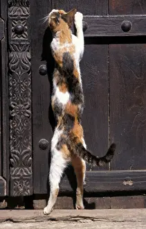 Lamu: Cat - on the Island of Lamu