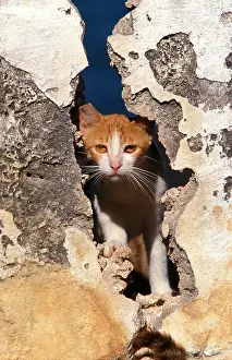 Lamu: Cat - on the Island of Lamu