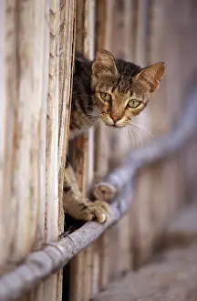 Lamu: Cat - on the Island of Lamu - Indian Ocean