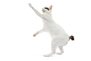 Bobtail: Cat - Japanese Bobtail