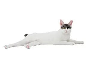 Bobtail: Cat - Japanese Bobtail