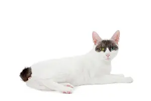 Bobtail: Cat - Japanese Bobtail