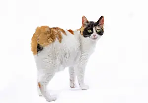 Bobtail: Cat - Japanese Bobtail