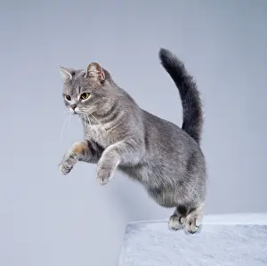 Pouncing: Cat - Jumping