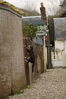 Jumped: Cat jumping over a gate in an alley Yport France