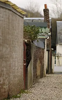 Jumped: Cat jumping over a gate in an alley Yport France